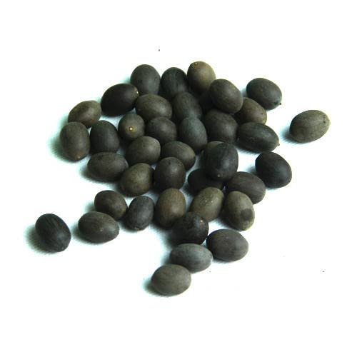 Original Kamal Gatta Seeds | Lotus Beads | Kamal Beej